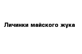 Личинки майского жука